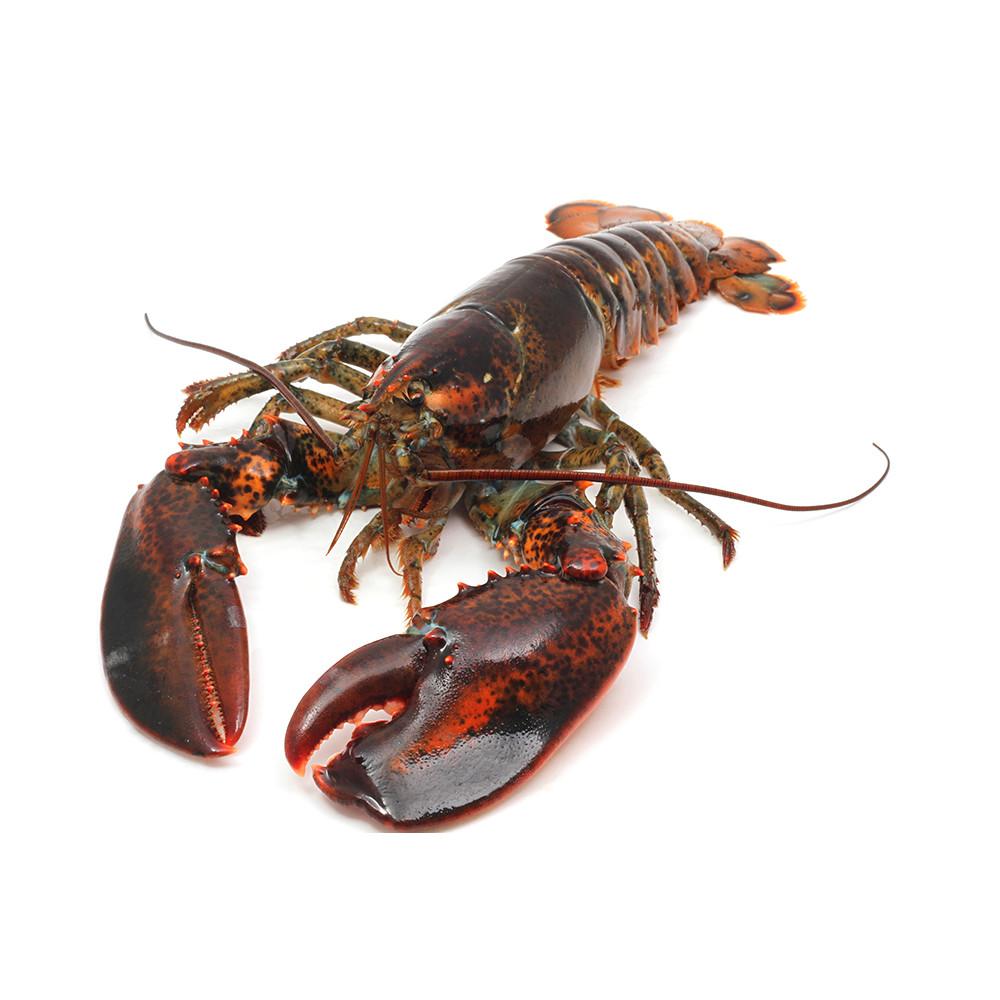 Seafood Fresh and frozen Lobster, LIVE and FRESH LOBSTER