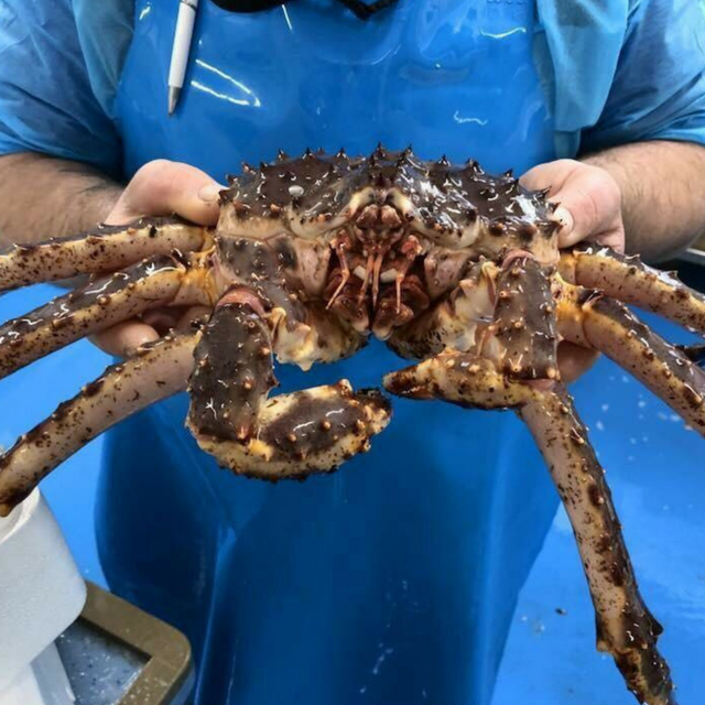 Краб Fresh King