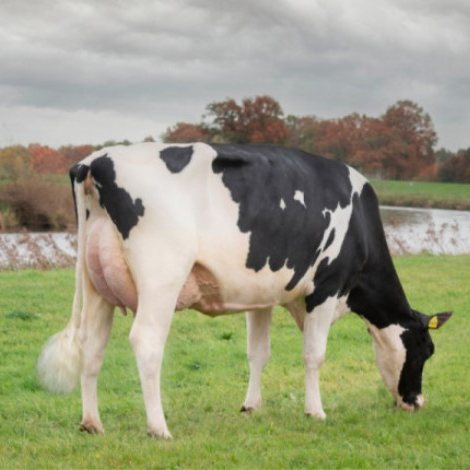 Хифферы для беременных Friesian Holstein, доступна для экспорта