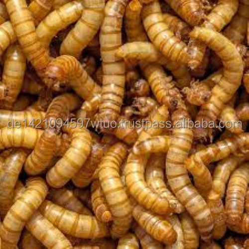 Натуральные Сушеные черви Mealworm специально для ваших домашних животных