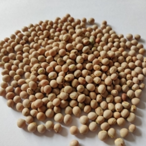 Premium Quality And Hot Selling Dry Pigeon Peas From Ethiopia In Bulk