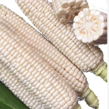 white corn seeds