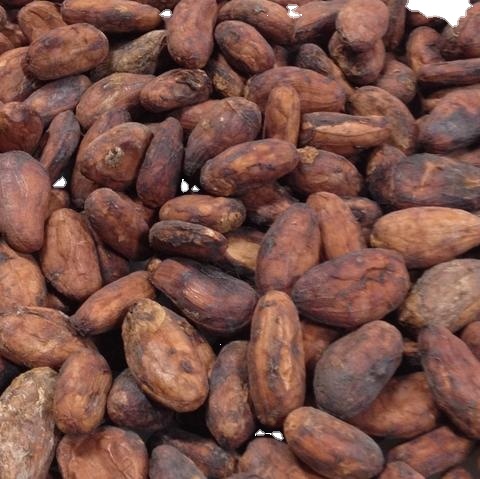 Best Cacao Beans +Dried Criollo Cocoa Beans +Dried Fermented Cacao +Dried Raw Cocoa Beans +Organicc