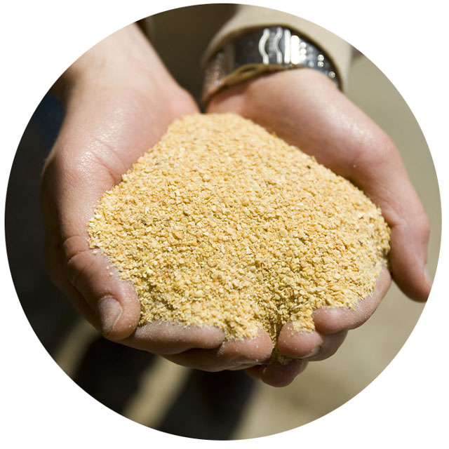 100% Non GMO soybean Meal 46% protein