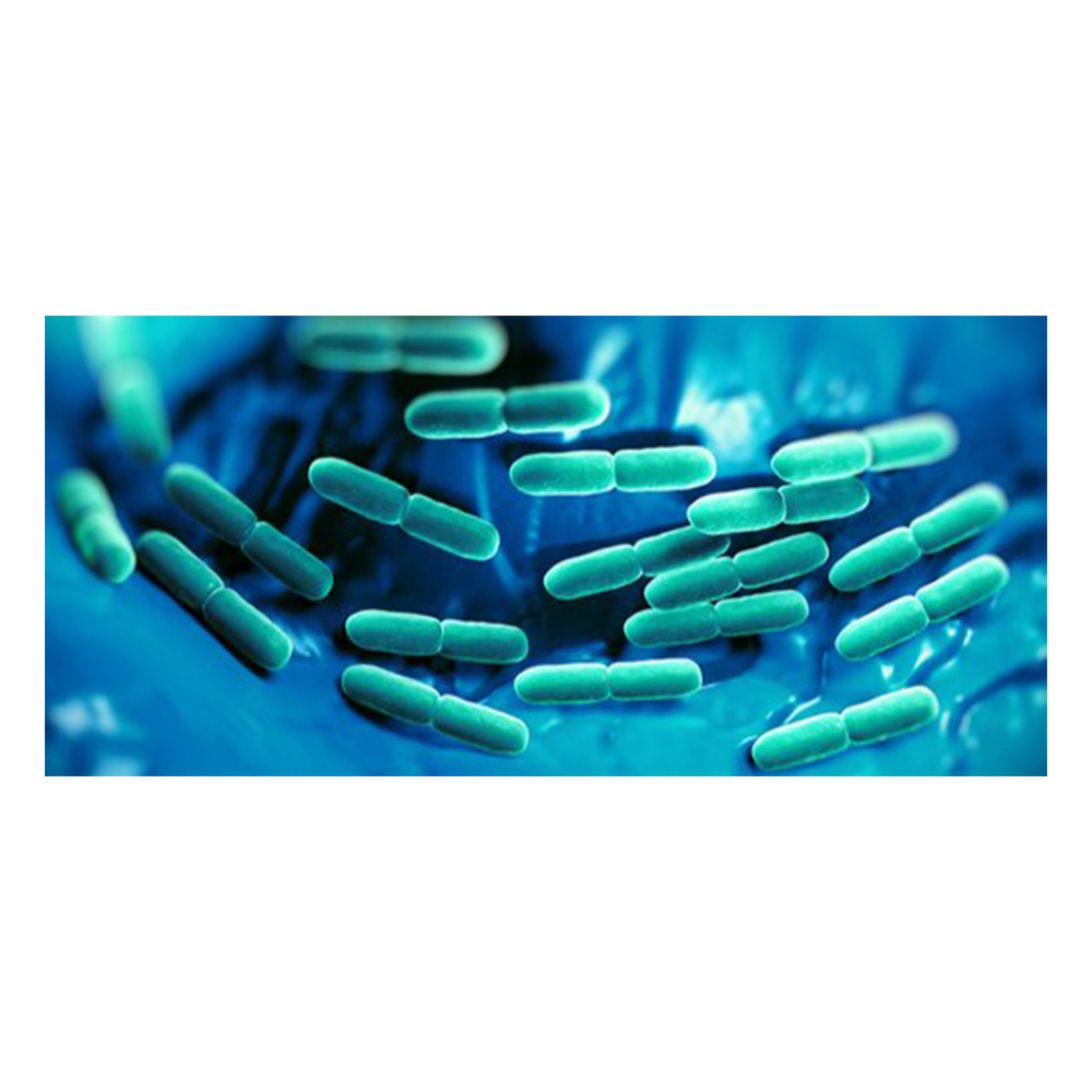 Экспортер пробиотиков хорошего качества, поставщик пробиотиков Lactobacillus Rhamnosus-Zealmax Biopharma