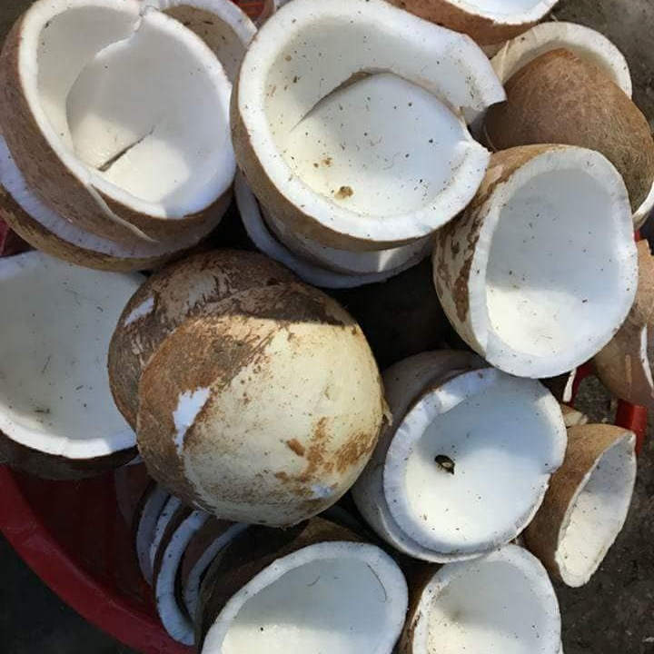 Competitive price, high quality FROZEN COCONUT MEAT from manufacturer in Viet Nam +84 8 988 626 98