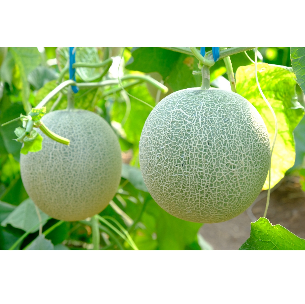 Оптовая продажа, Высококачественная коробка для дыни премиум-класса, упаковка для больших свежих, сочных, натуральных свежих дыен, фруктов, экспорт