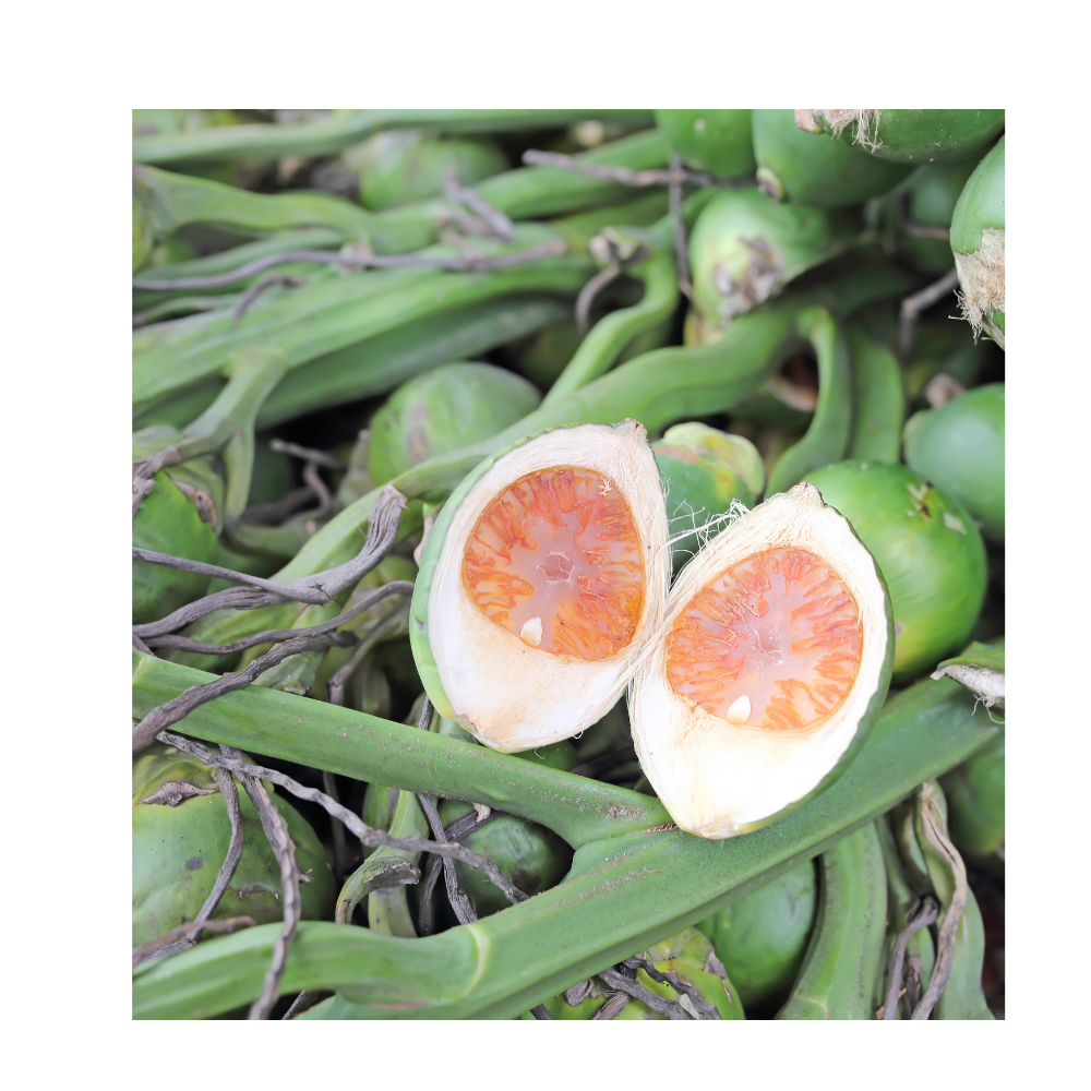 Свежие орехи ARECA экспортер ягод ARECA из Вьетнама-мс-нефрит + 84762262344