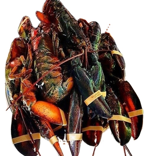 freshwater crayfish live crayfish alive in Europe crawfish tails recipes