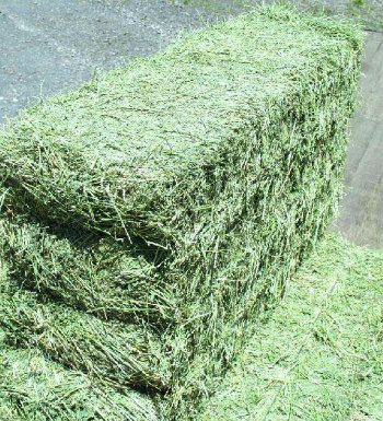 Alfafa Hay / Timothy Hay Wholesale Price