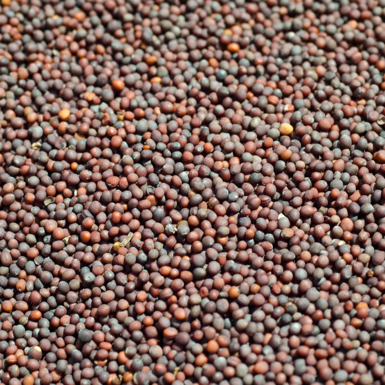 Mustard Black Seeds