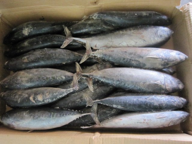 Замороженная цилиндрическая скумбрия, Бонито, рыба, морской волны, новая посадка