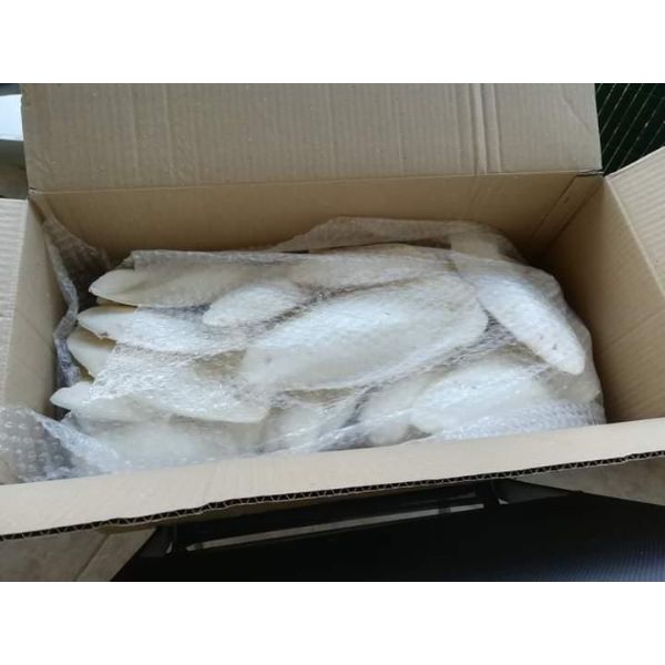 Shipment Ready From Pakistan Origin/Dried White Calcium Bone/Cuttlebone