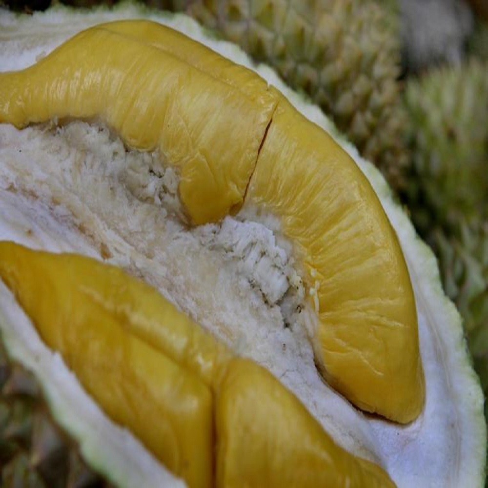 FRESH CUT MONTHONG DURIAN PACKED SIZE L, READY TO EAT, THAILAND