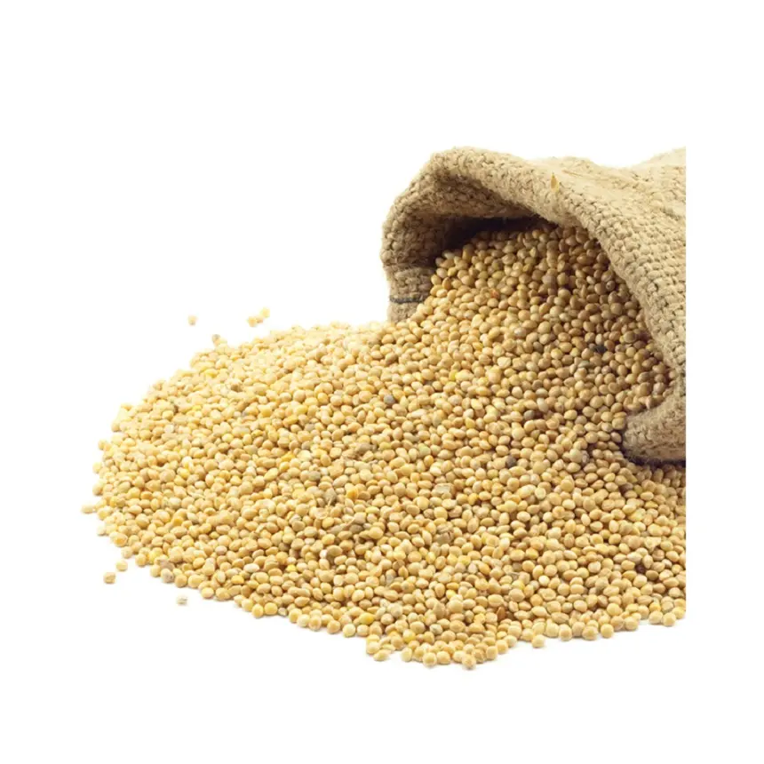 Healthy Nutritious Agriculture Products Best Quality Rich Long Grain Protein Rich White Millet for Bird Feed