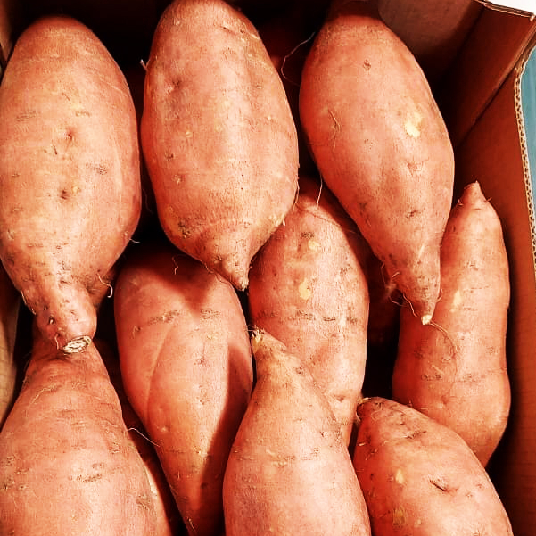 wholesale Beauregard fresh sweet potatoes new crop 2021/2022(Unbeatable Price)
