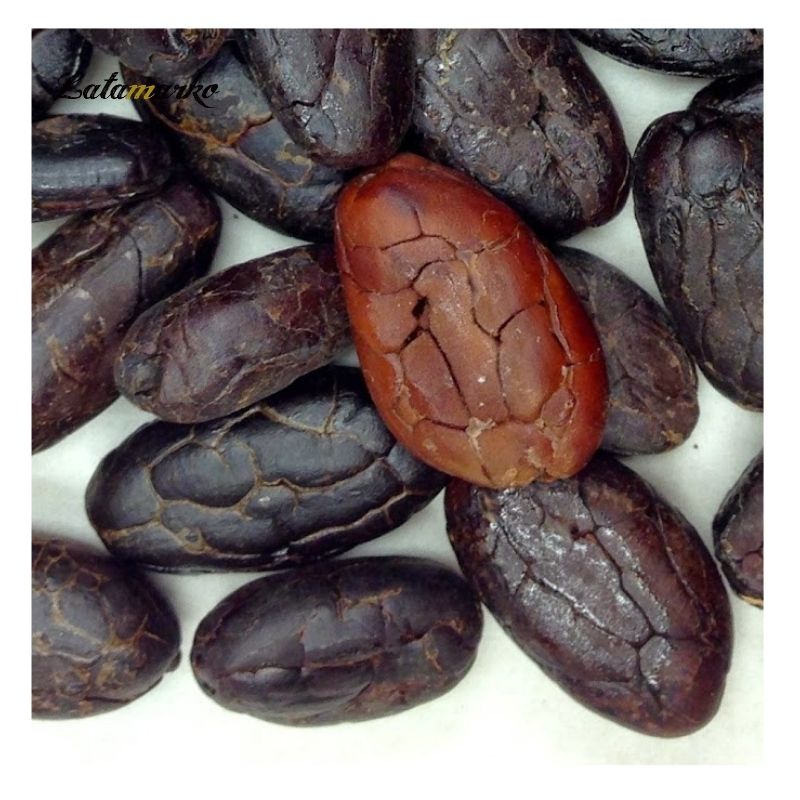 Organic Cacao Cocoa Beans Denmark Premium Quality