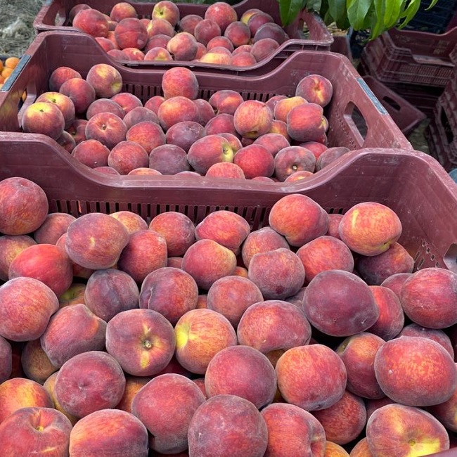 PREMIUM QUALITY PEACH FRUIT FROM TURKEY WHOLESALE PRICE FOR EXPORT FRESH FRUITS A GRADE FRESH PEACH