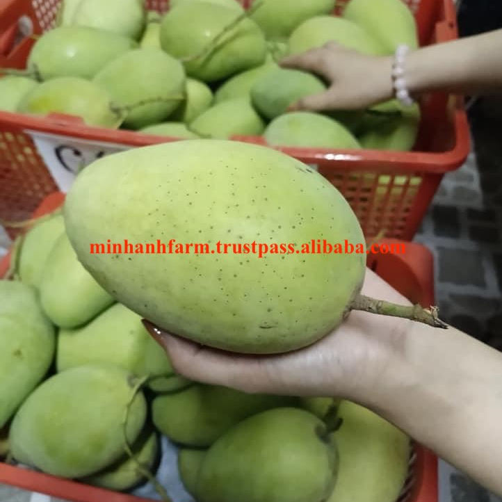 Экспорт манго из Вьетнама 2020