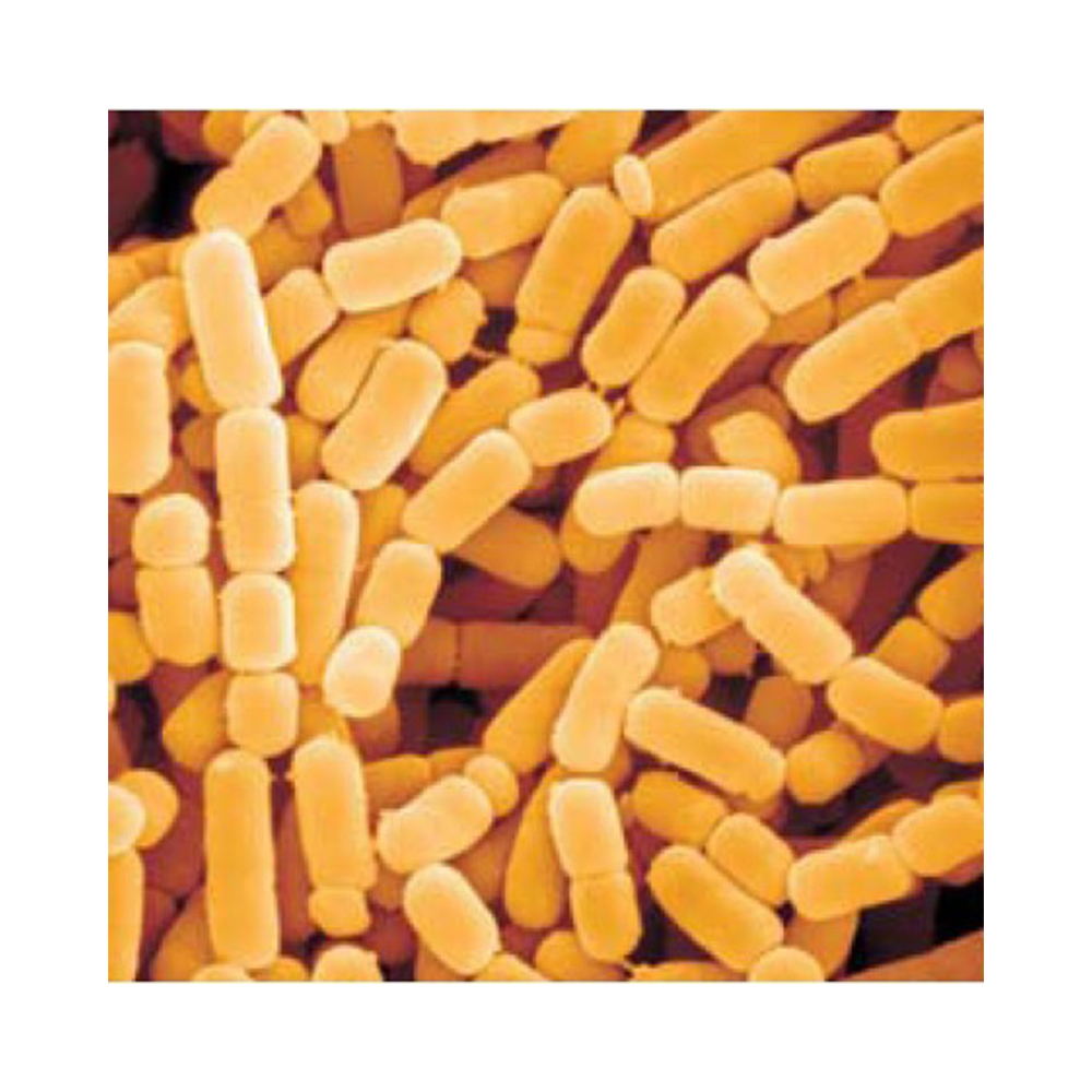 Заводская поставка пробиотиков, пищевые добавки, пробиотики Lactobacillus Paracasei-Zealmax Biopharma
