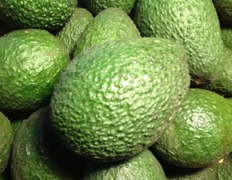 BULK FRESH AVOCADO | AVOCADOS HASS AND FUERTE AVAILABLE FOR SALE