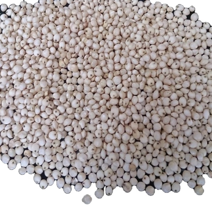 Organic White Sorghum / Sorghum Best Selling
