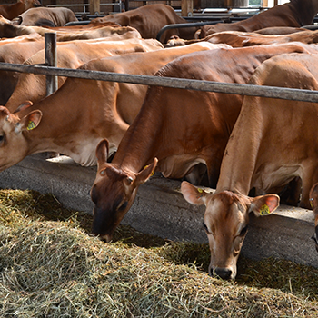 Здоровый скот Holstein фризский Крупный рогатый скот и коровы теперь доступны на продажу
