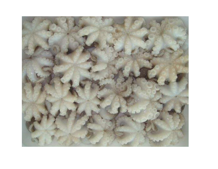 cheap FROZEN OCTOPUS