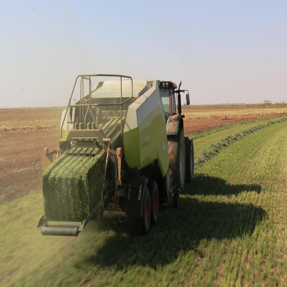 Купите Органические гранулы травы Альфальфа/Альфальфа для корма животных на продажу