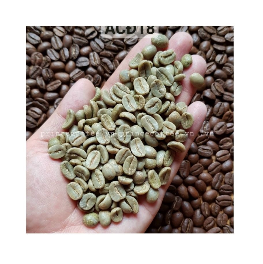 BEST PRICE Arabica Coffee Beans Vietnam Wholesale Green Coffee Beans Raw Coffee Bean High Grade