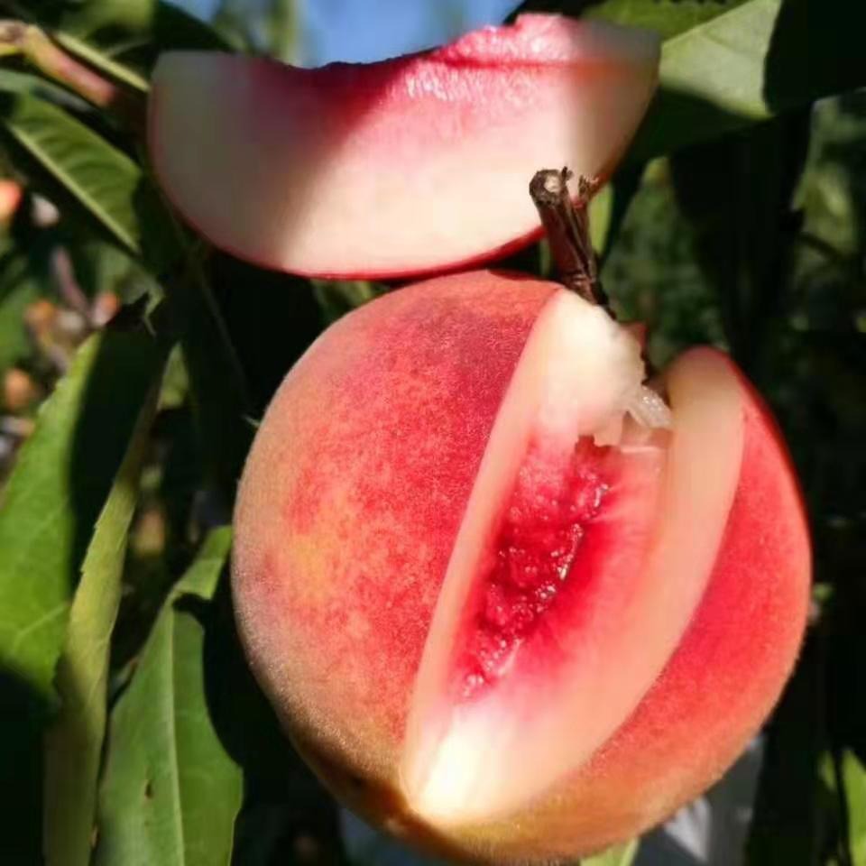 Natural fresh stone fruit class A fresh peaches