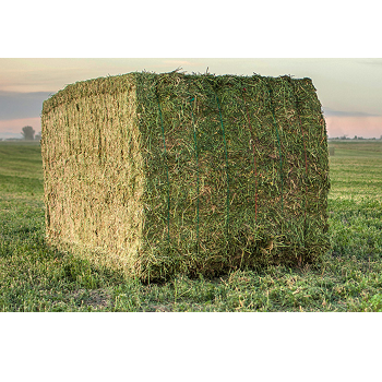 Гранулы Alfalfa, дегидрация, трава alfalfa, сено, корм для животных