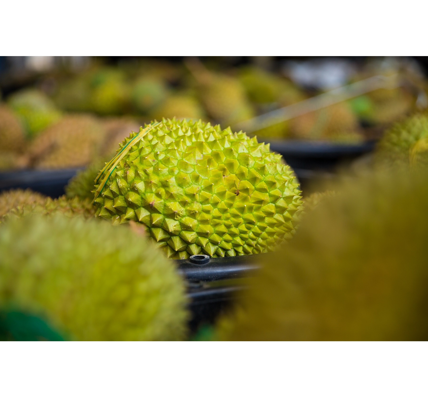 Premium Standard Fresh Durians IOI AA D168 from Malaysia Top Durian Fruit Supplier