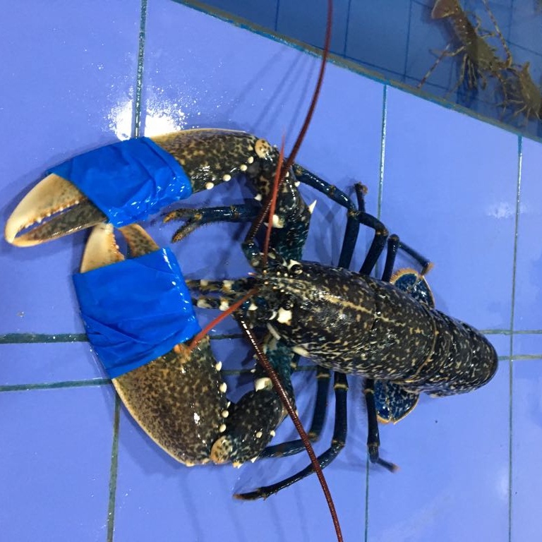 Замороженный Лобстер