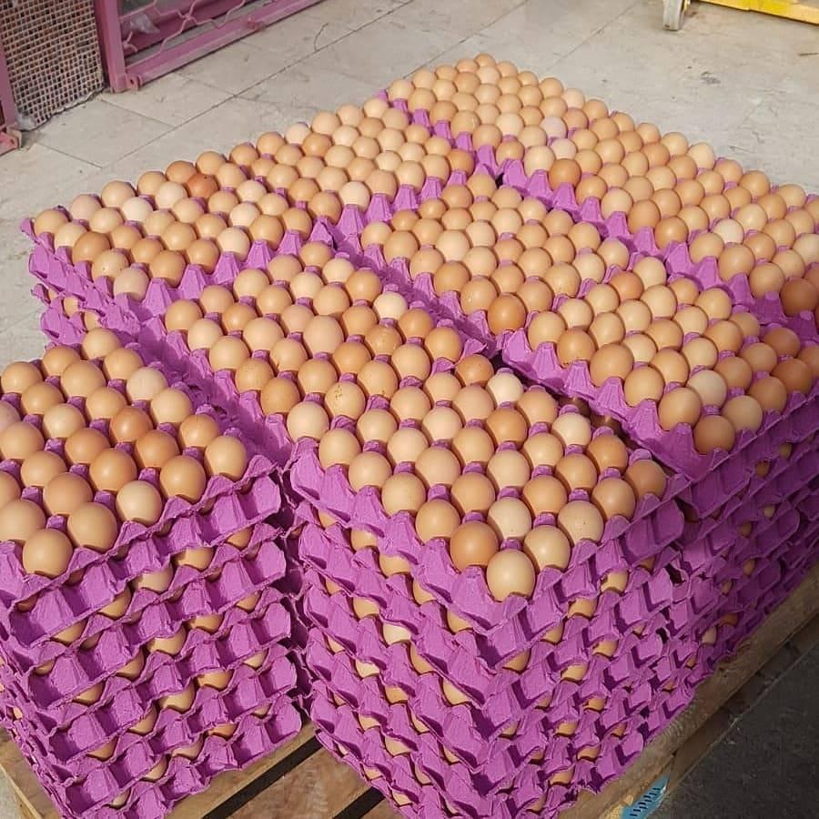 Оптовая продажа, высококачественные коричневые и белые настольные яйца для цыплят