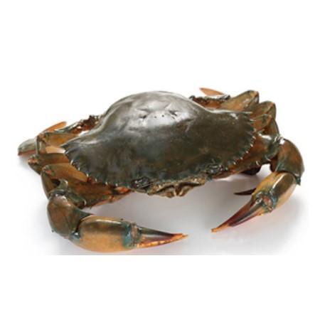 Оптовая продажа импортеров замороженных продуктов морепродуктов красных снежных крабов мяса