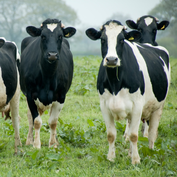 Южная Африка живет молочных коров и беременных Holstein Heifers доступны