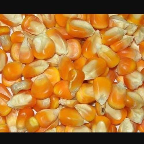 Premium Quality Ukranian-Top Selling Non GMO Yellow Maize/Corn