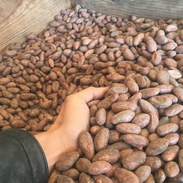 Органические сухие какао бобы для продажи
