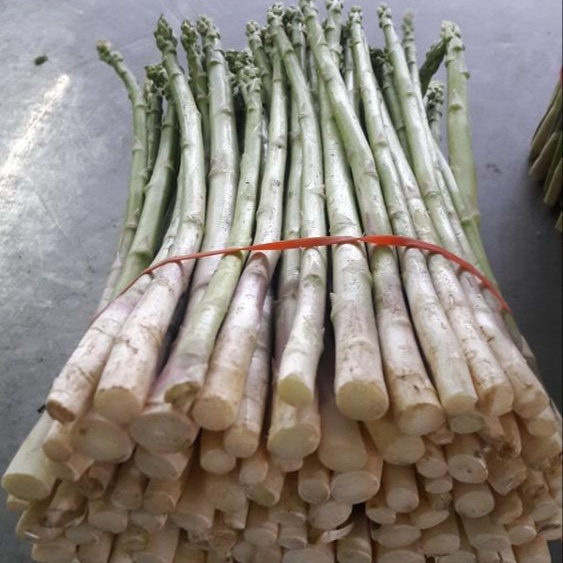 Asparagus fresh Jumboo AA (Large size)