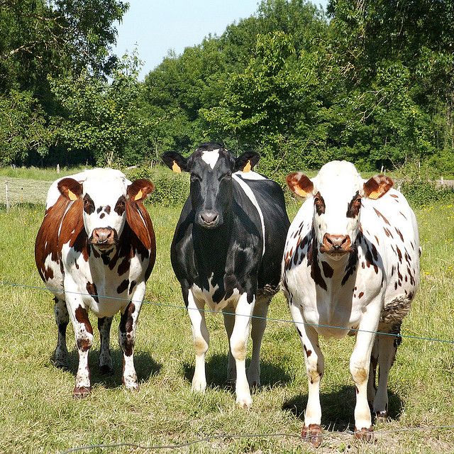 Здоровая Беременная Кобра Holstein на экспорт