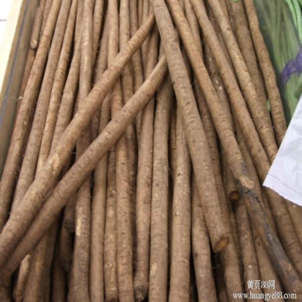 Frozen Fresh Burdock Available