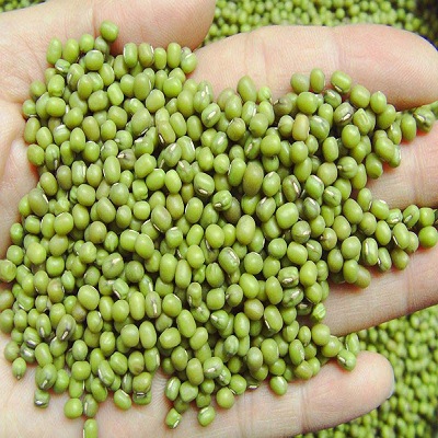 mung bean