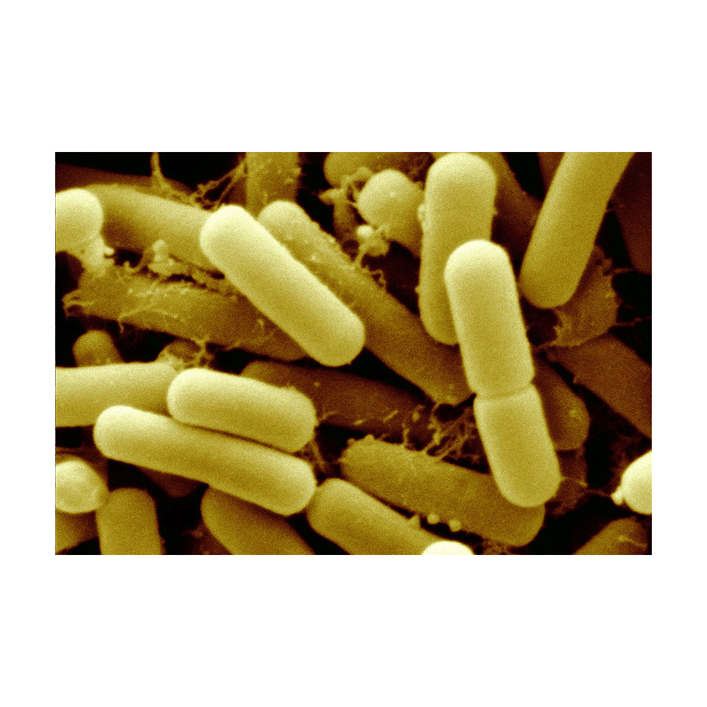 Хорошая цена, опт пробиотики, оптовая цена, опт, лактобацилл реутера-Zealmax Biopharma