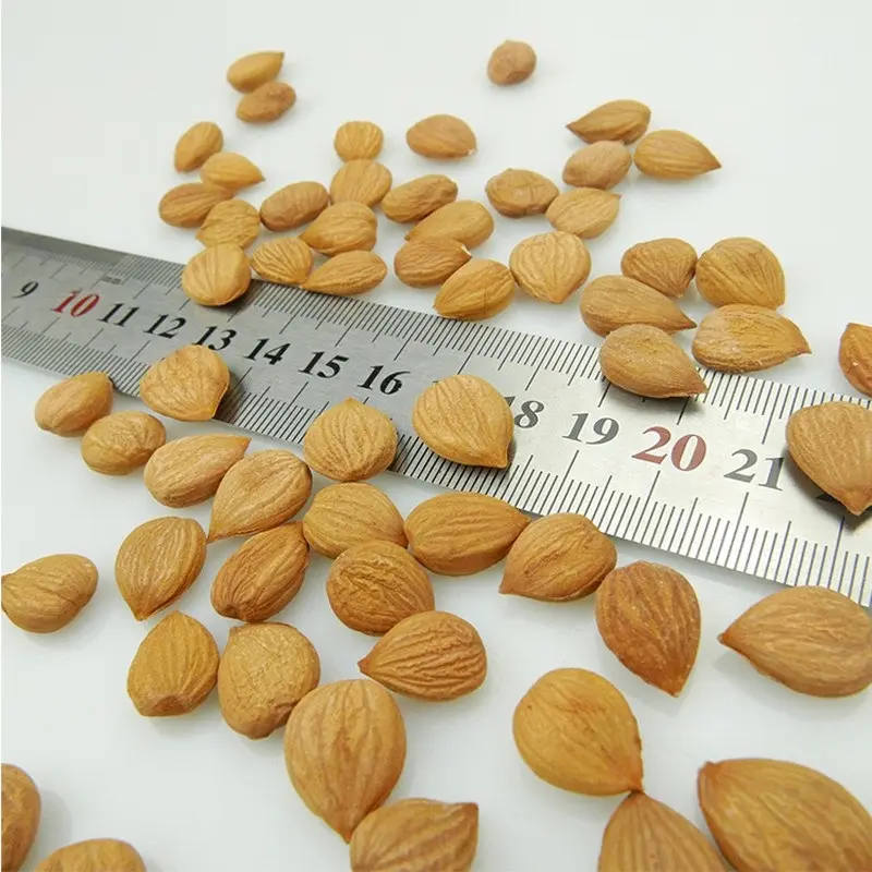 Ukraine dried apricot kernels