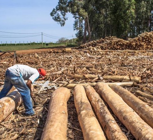 Hot Selling Eucalyptus Wood Log
