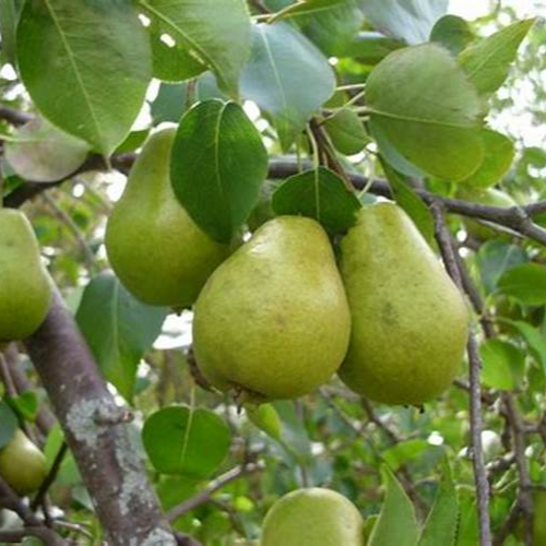 Горячая Распродажа, качественная свежая зеленая груша