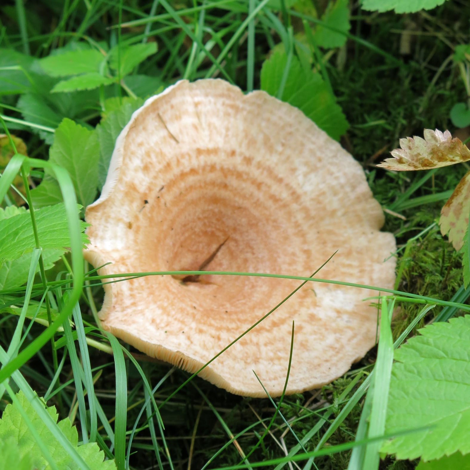 Natural magic mushrooms dried with good quality