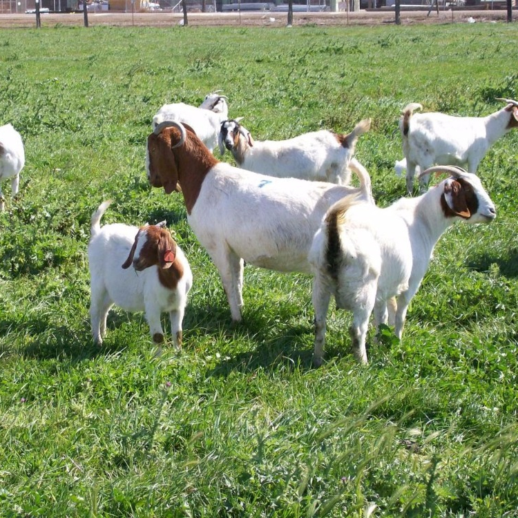 Козы Live Boer, козлы Saanen, козлы Anglo-Nubian на продажу