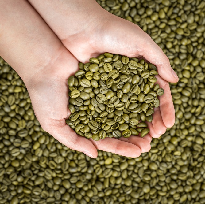 farm Unroasted green coffee beans Arabica raw coffee beans